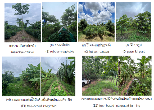 The production conditions of alternative crops to rubber plantations.